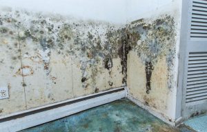 mold removal
